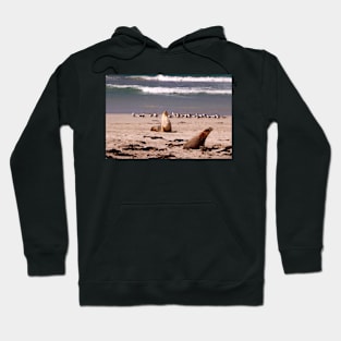 Sea Lions on the Beach Hoodie